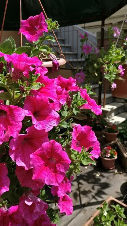 La Chicca B&B Siena
